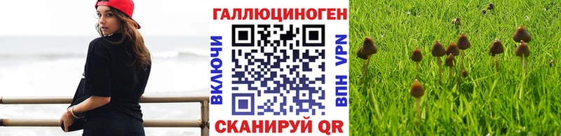 Галлюциногенные грибы Psilocybine cubensis  Купить закладки  Туринск 